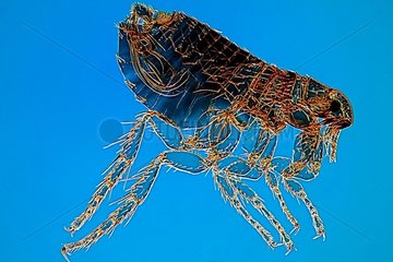 Cat fleas male on blue background