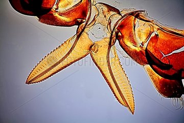 Body ovipositor SawFly