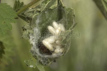 Red Admiral caterpillar parasitized by Hymenoptera larvae