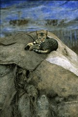 Young gray cat lying down on canvas bags India