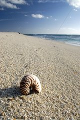 Nautilus shell on a sandy beach of the island Huon