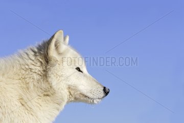 Portrait of a Wolf in the United States