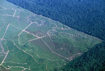 Coupes forestières à blanc de forêt primaire Bornéo