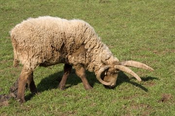 Manx multi-horned sheep grazing Cotswold Farm Park UK