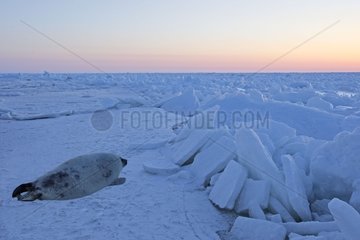 Whitecoat on Ice Madeleine Islands Quebec Kanada