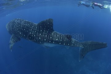 Whale Shark and scuba diver Galapagos Islands