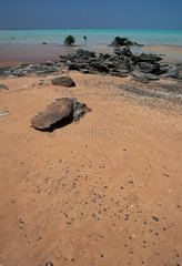 Plage à marée basse en zone de mangrove Australie