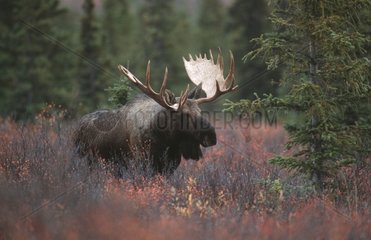Bull Moose Denali National Park Alaska USA