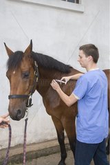 Veterinary making an injection to a horse