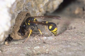 Potter wasp building it nest