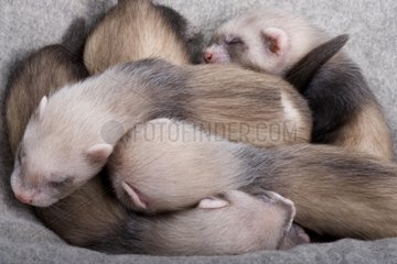 Young 4 week old Ferrets sleeping France