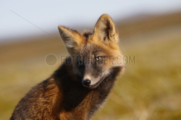 Portrait of a young Red Fox in dark phase Alaska