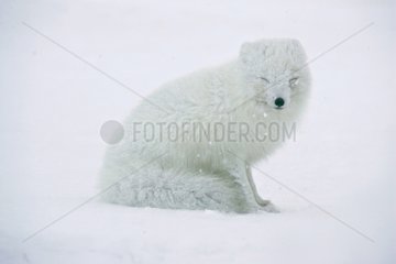Arctic Fox sat in snow battling with polar cold in Iceland