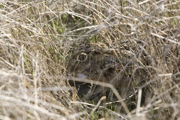 Hare of europe in a thicket in Spain
