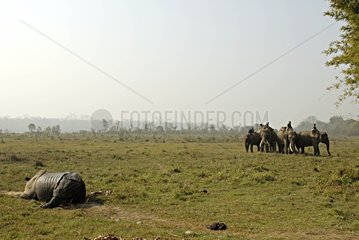 Wake up & flee of Indian Rhinoceros treated & marked Nepal