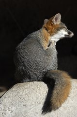 Gray Fox sat on a rock in North America