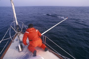 Pose of a radio transmitter on a Right Whale