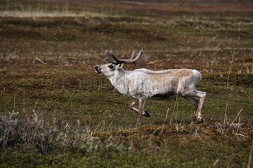 Reindeer domesticates Transhumance towards the coast Varanger Norway