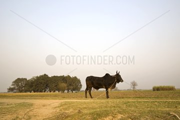 Zebu attached in a rural landscape Terai Uttar Pradesh