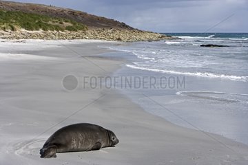 Northern elephant seal on a beach in Falkland Islands