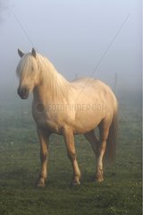 Henson Horse im Nebel Mailleray Sur Seine Frankreich