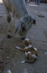 Chien couché dans la rue reniflant une vache Uttar Pradesh