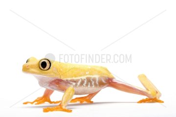 Albino Red-eyed Treefrog in studio