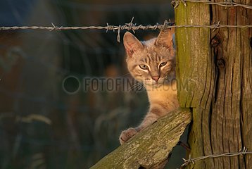 Siamese cat Blue tabby partly hidden behind a post