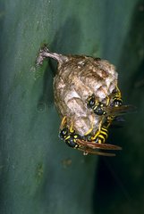 Paper wasps building their nest