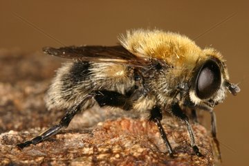 Diptera Sieuras Ariège France