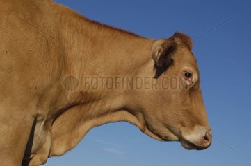 Portrait of a Limousine cow