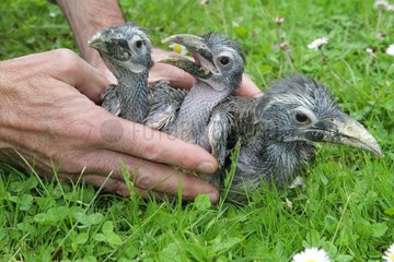 Black-billed Hornbills Young laid in the grass