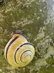 Hedges Snail resting on a tree trunk Doubs