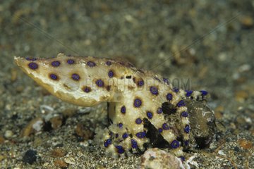 Blue-ringed Octopus Lembeh Strait Indonesia