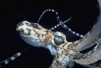 Portrait Mimic Octopus Celebes Sea Sulawesi