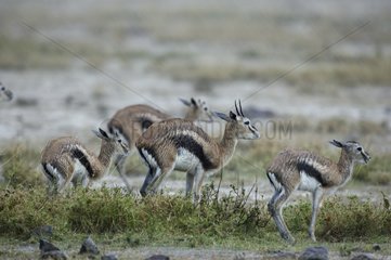 Thomson's Gazelles under the rain Masaï MaraReserves Kenya