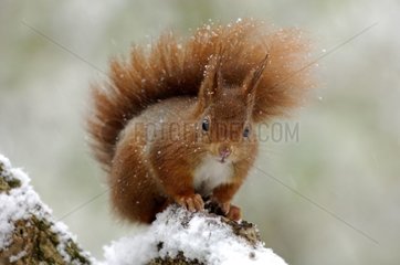 Roux-Eichhörnchen  das unter dem Snow Ile-de-France-Schnee isst