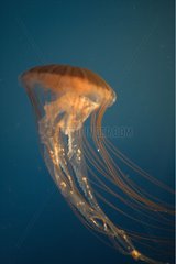 Chrysaora medusa and its long tentacles Berlin Aquarium