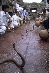 Verehrung der Schlange zur Zeit des Festivals der Kobra