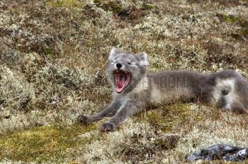Junger arktischer Fuchs Prins Carls Forland Svalbarg Norwegen