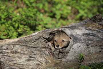 Young Coyote 5 Wochen versteckt in einem hohlen Baum Montana USA versteckt sich