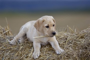 Young Labrador pup three month old laid down on the straw