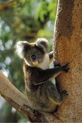 Portrait of sitting Koala hanging on a trunc Australia