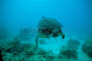 Green Sea Turtles mating Atoll of Rangiroa French Polynesia