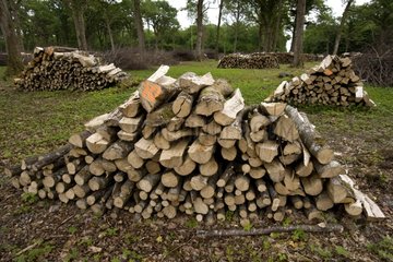 Piles of cut firewood in a wood Bourgogne France