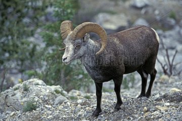 Bighorn sheep going on the blank of a valley Canada