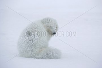 Arktischer Fuchs saÃŸ im Schnee mit polarer KÃ¤lte in Island