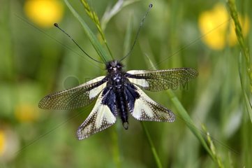 Schmetterlingslöwe auf einem Stamm Corrèze Frankreich