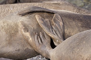 Pattes arrière d'un éléphant de mer du Nord femelle Mexique