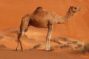 Dromadaire dans le désert Emirats Arabes Unis